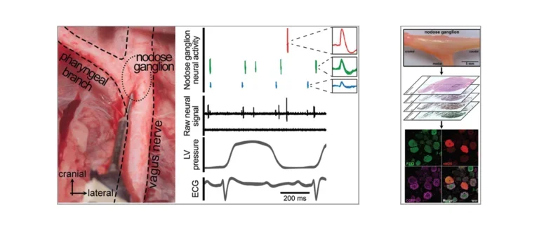 In-vivo neural recordings and stained tissue from the porcine nodose ganglion. More info in accordion.