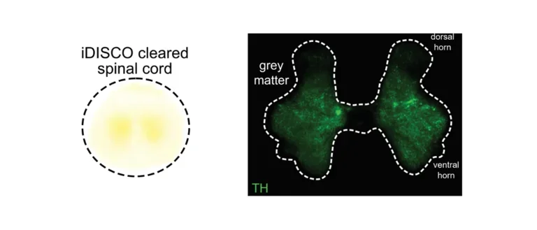 Tissue clearing and histology of the porcine spinal cord. More info in accordion.
