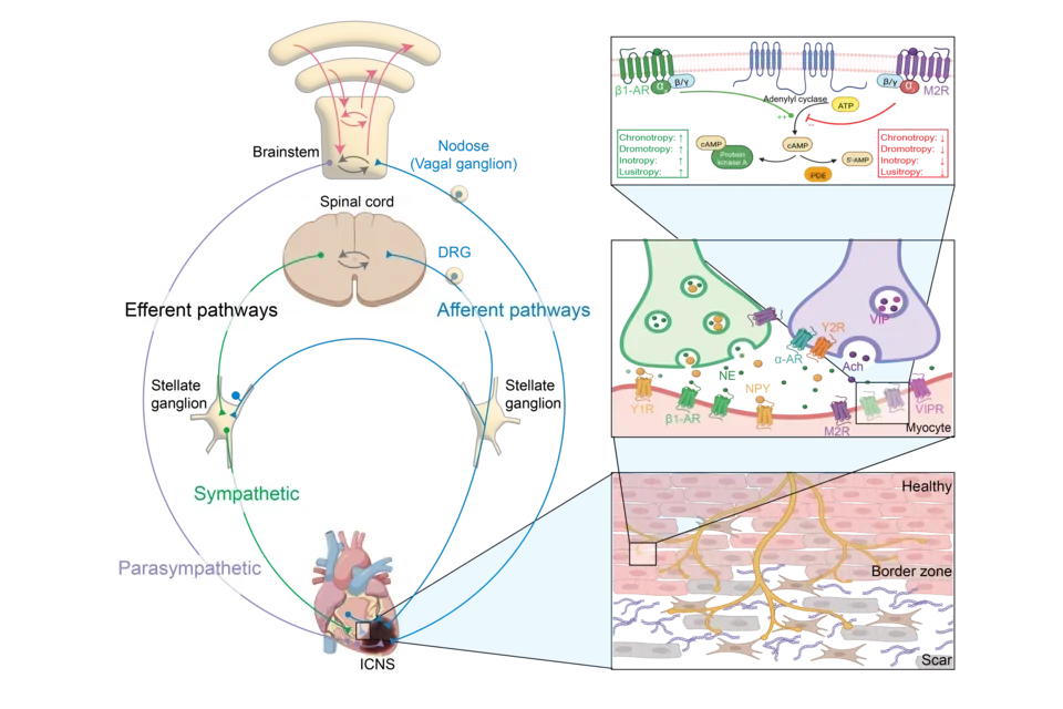 Graphical overview of the anatomy and physiology of the cardiovascular system and its interactions with the nervous system.