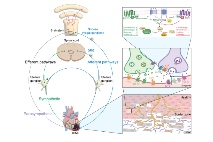 Graphical overview of the anatomy and physiology of the cardiovascular system and its interactions with the nervous system.